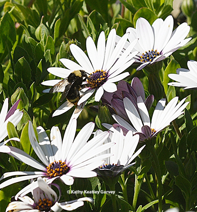 A bumble bee, Bombus vosnesenskii, foraging on trailing African daisies at the Matthew Turner Shipyard Park, Benicia. (Photo by Kathy Keatley Garvey)