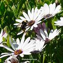A bumble bee, Bombus vosnesenskii, foraging on trailing African daisies at the Matthew Turner Shipyard Park, Benicia. (Photo by Kathy Keatley Garvey)