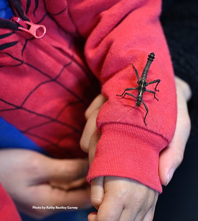 A walking stick heads down a youngster's sleeve. (Photo by Kathy Keatley Garvey)