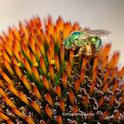 A green sweat bee (Agapostemon texanus) on a cone flower at the Haagen-Dazs Honey Bee Haven. (Photo by Kathy Keatley Garvey)