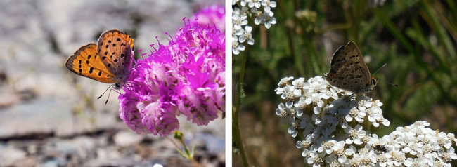 These two Coopers occur at 7000 feet, but have no host plant at 9000 feet. (Images from Art Shapiro's slide show)