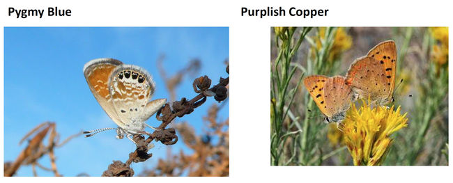Pygmy Blue and Purplish Copper. (Images from Art Shapiro's slide show)