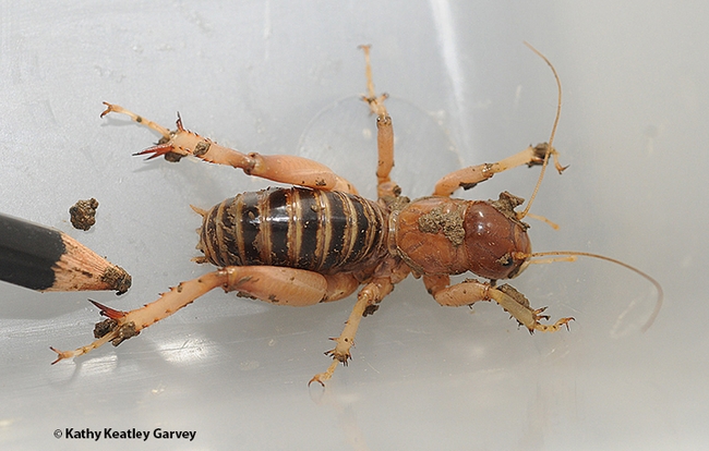 The Jerusalem cricket can reach 2.5 inches in length. (Photo by Kathy Keatley Garvey)