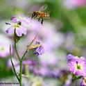 It's spring! A honey bee heads toward a Virginia stock blossom, Malcolmia maritima. (Photo by Kathy Keatley Garvey)