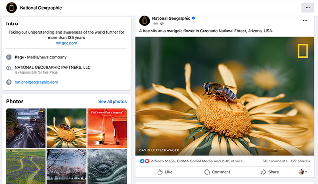 A National Geographic Facebook image shows a hover fly masquerading as a bee.