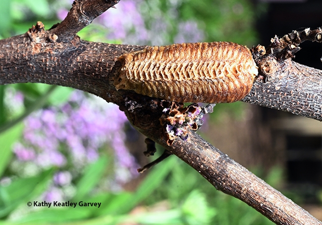 An egg case or ootheca of a praying mantis. Mama, a Stagmomantis limbata, deposited it on a redbud tree.(Photo by Kathy Keatley Garvey)