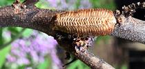 An egg case or ootheca of a praying mantis. Mama, a Stagmomantis limbata, deposited it on a redbud tree.(Photo by Kathy Keatley Garvey) for Bug Squad Blog
