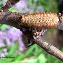An egg case or ootheca of a praying mantis. Mama, a Stagmomantis limbata, deposited it on a redbud tree.(Photo by Kathy Keatley Garvey)