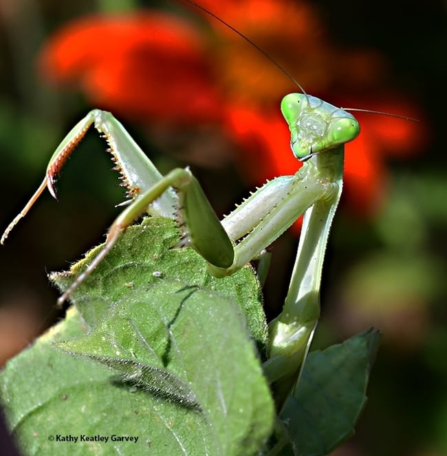 A female praying mantis, Stagmomantis limbata, waiting for prey. (Photo by Kathy Keatley Garvey)