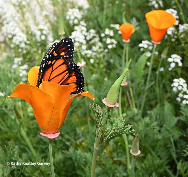 Color them orange: A California golden poppy and a monarch butterfly in a Vacaville garden. (Photo by Kathy Keatley Garvey)