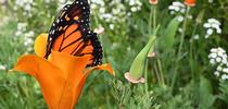 Color them orange: A California golden poppy and a monarch butterfly in a Vacaville garden. (Photo by Kathy Keatley Garvey) for Bug Squad Blog