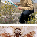 Eduardo Almeida, an associate professor at the University of São Paulo, Brazil, will speak on “The Evolutionary History of Bees in Time and Space