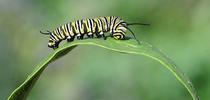 A monarch caterpillar crawling on a milkweed leaf. (Photo by Kathy Keatley Garvey) for Bug Squad Blog