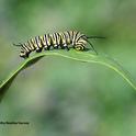 A monarch caterpillar crawling on a milkweed leaf. (Photo by Kathy Keatley Garvey)