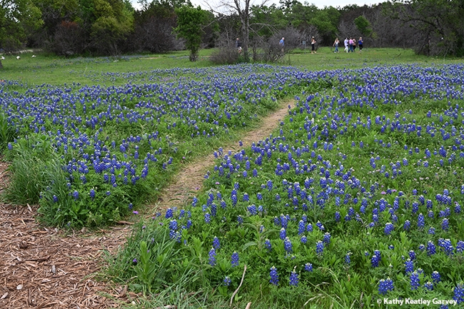Visitors are to stay on the path at the Lady Bird Johnson Wildlower Center. This image was taken on Easter Sunday. (Photo by Kathy Keatley Garvey)