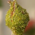 Aphids cover a rose bud. Some aphids can complete a generation in five days. (Photo by Kathy Keatley Garvey)
