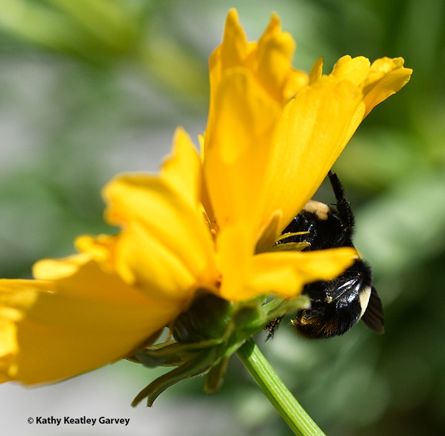 Brace yourself! A bumble bee appears to hold up a petal of the Coreopsis. (Photo by Kathy Keatley Garvey)