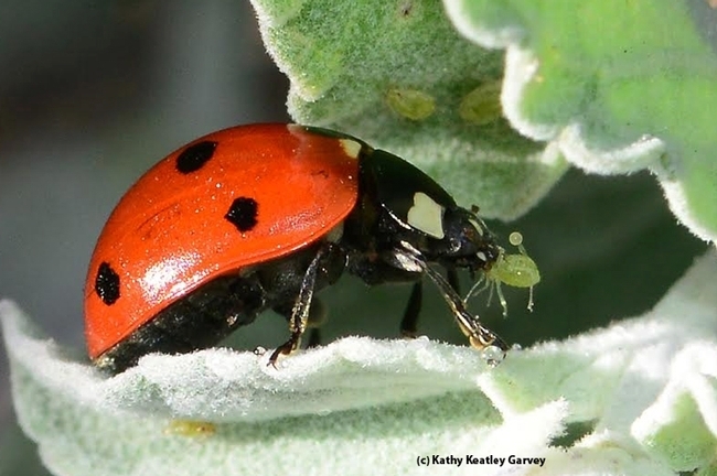A lady beetle, aka ladybug, devouring on aphid on the UC Davis campus. (Photo by Kathy Keatley Garvey)