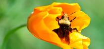 A yellow-faced bumble bee,Bombus vosnesenskii, buzzes into a barely opened California golden poppy in a Vacaville garden. (Photo by Kathy Keatley Garvey) for Bug Squad Blog