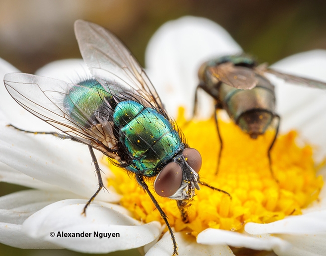 Alexander Nguyen, a UC Davis entomology alumnus, and senior agricultural inspector, County of Sonoma, won second place in the PBESA competition with this image of a blowfly. (Copyright, Andrew Nguyen)