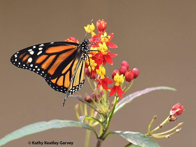 Kathy Keatley Garvey of the UC Davis Department of Entomology and Nematology won third place for this image of a monarch foraging on milkweed in a Vacaville garden. (Copyright, Kathy Keatley Garvey)