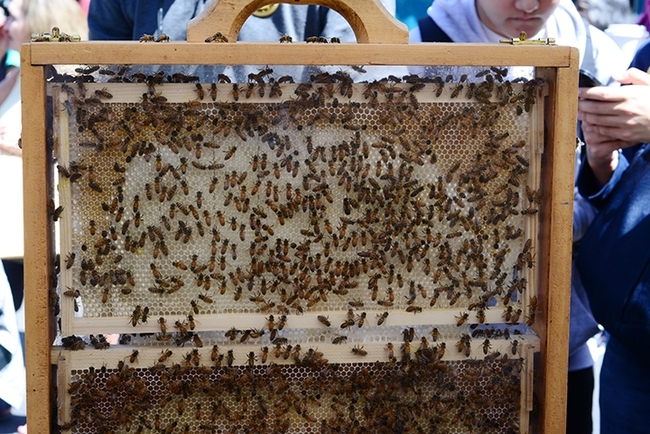 Bee observation hives attract attention at the annual California Honey Festival. Visitors delight in pointing out the queen bee and checking out the workers and drones. (Photo by Kathy Keatley Garvey)