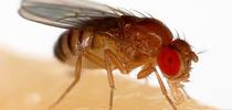 The fruit fly, Drosophila melanogaster, is commonly used for biological research in genetics. (Photo courtesy of Wikpedia) for Bug Squad Blog