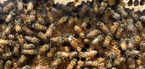 The California Honey Festival will include bee observation hives. (Photo by Kathy Keatley Garvey) for Bug Squad Blog