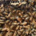 The California Honey Festival will include bee observation hives. (Photo by Kathy Keatley Garvey)