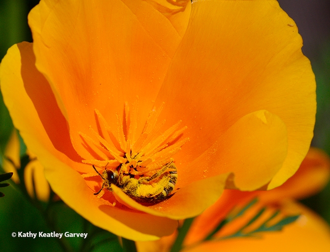 A sweat bee, genus Halictus and family Halictidae, rolling in the pollen of a California golden poppy. (Photo by Kathy Keatley Garvey)