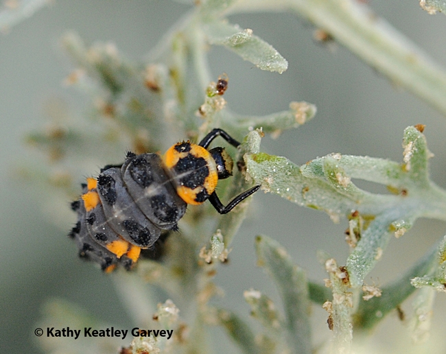 In its larval stage, the lady beetle somewhat resembles an alligator. (Photo by Kathy Keatley Garvey)