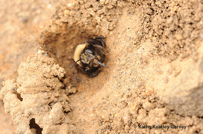Close-up of Anthophora bomboides stanfordiana building a nest on the sand cliffs of Bodega Head. This is the solitary bee that UC Davis doctoral candidate Shawn Christensen studies. (Photo by Kathy Keatley Garvey)