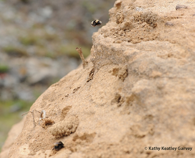 The sand cliffs of Bodega Head are home to digger bees--bumble bee mimics--Anthophora bomboides stanfordiana.  (Photo by Kathy Keatley Garvey)