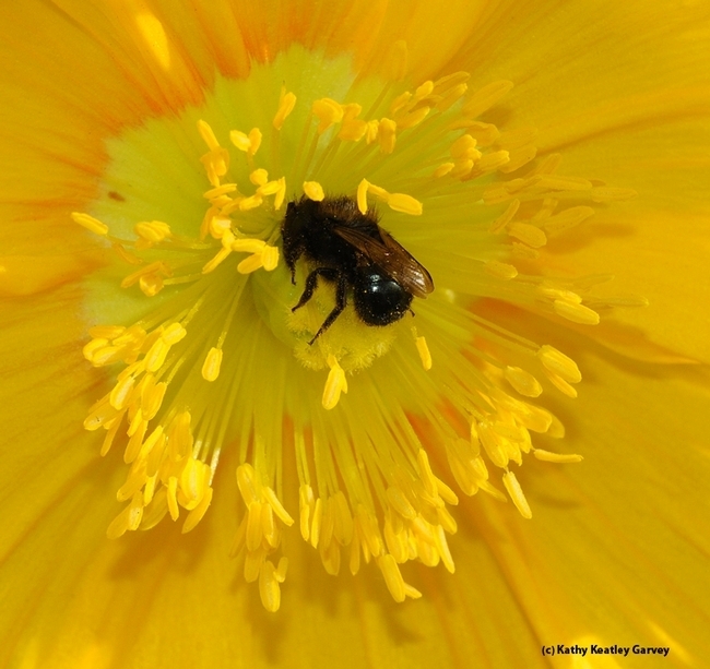Bees in the genus Osmia are among the bees that the Rachel Vannette lab studies. (Photo by Kathy Keatley Garvey)