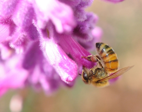 THE CURL--A honey bee, curled like a comma, nectars purple sage. (Photo by Kathy Keatley Garvey)