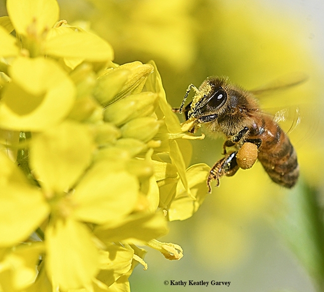 A honey bee, dusted with gold pollen, forages on mustard (Photo by Kathy Keatley Garvey)