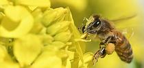 A honey bee, dusted with gold pollen, forages on mustard (Photo by Kathy Keatley Garvey) for Bug Squad Blog