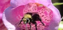The yellow-faced bumble bee,  Bombus vosnesenskii, emerging from a foxglove in Vacaville, Calif. (Photo by Kathy Keatley Garvey) for Bug Squad Blog