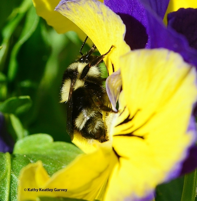 Bombus melanopygus, the black-tailed bumble bee, foraging on a pansy in a Vacaville, Calif. garden. (Photo by Kathy Keatley Garvey)