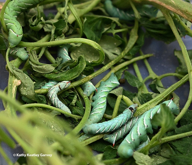 Tomato hornworms are major pests of tomatoes. (Photo by Kathy Keatley Garvey)