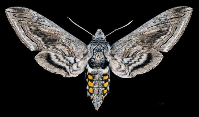 The adult form of the tomato hornworm. This is Manduca quinquemaculata, the five-spotted hawkmoth, family Sphingidae. (Photo courtesy of Wikipedia)