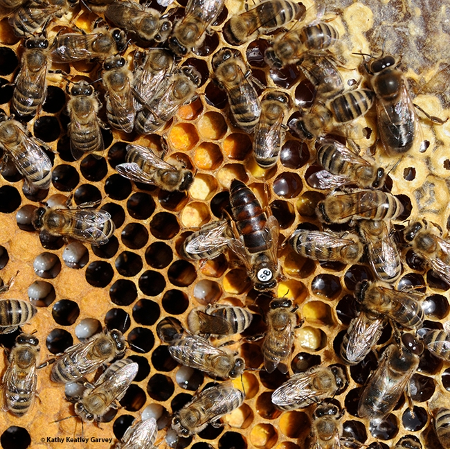 Queen bee (center) with workers and a drone (top right). (Photo by Kathy Keatley Garvey)