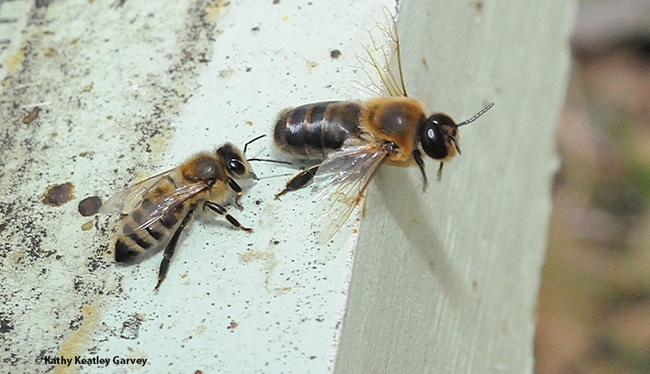 A worker bee (left) and a drone. (Photo by Kathy Keatley Garvey)