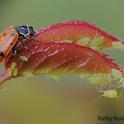 Ladybug devouring an aphid on a rose bush. (Photo by Kathy Keatley Garvey)