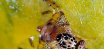 Mediterraneanfruitfly for Bug Squad Blog