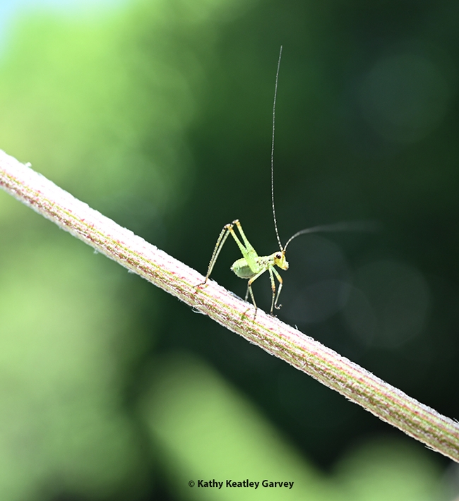 A katydid nymph, its long threadlike antennae upright, descends a stem in a Vacaville garden. (Photo by Kathy Keatley Garvey)
