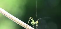 A katydid nymph, its long threadlike antennae upright, descends a stem in a Vacaville garden. (Photo by Kathy Keatley Garvey) for Bug Squad Blog