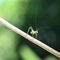 A katydid nymph, its long threadlike antennae upright, descends a stem in a Vacaville garden. (Photo by Kathy Keatley Garvey)