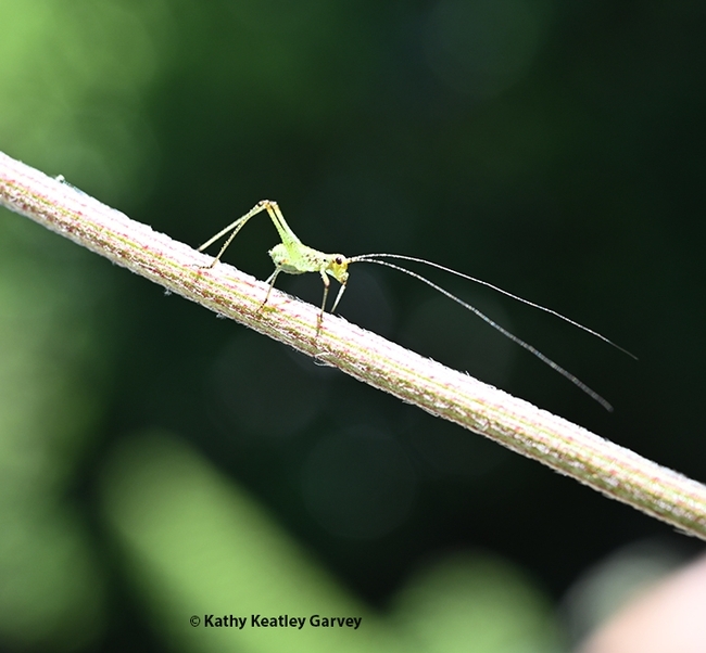 A katydid nymph, its long threadlike antennae upright, descends a stem in a Vacaville garden. (Photo by Kathy Keatley Garvey)    The katydid nymph lowers its antennae and proceeds along the stem. (Photo by Kathy Keatley Garvey)
