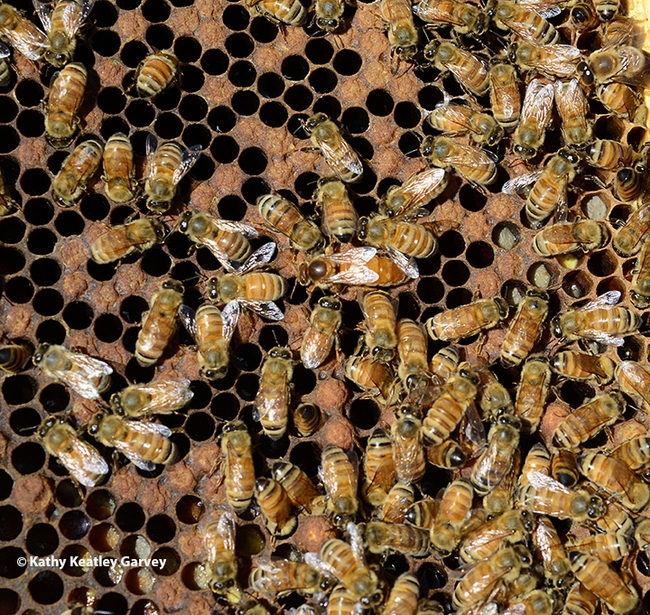 Inside a honey bee colony: worker bees and the queen. (Photo by Kathy Keatley Garvey)